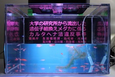 遺伝子組換えメダカ